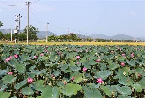 Sen được trồng nhiều ở xã Hương Chữ, thị xã Hương Trà.