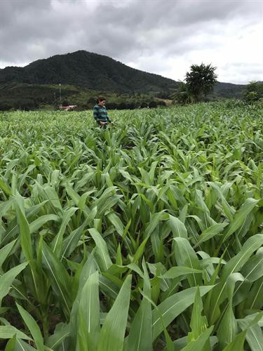 Cánh đồng ngô của chị Y Ngoan ở làng Kon Vi Vàng, xã Đăk Tờ Lùng. Ảnh: Cao Nguyên - TTXVN Cánh đồng ngô của chị Y Ngoan ở làng Kon Vi Vàng, xã Đăk Tờ Lùng. Ảnh: Cao Nguyên - TTXVN