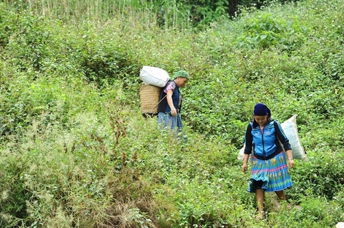 Người Mông đã sáng tạo ra chiếc quẩy tấu phù hợp với việc di chuyển trên địa hình đèo dốc. Người Mông đã sáng tạo ra chiếc quẩy tấu phù hợp với việc di chuyển trên địa hình đèo dốc.