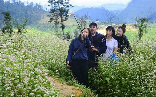 Các bạn trẻ chụp ảnh bên vườn hoa tam giác mạch. Các bạn trẻ chụp ảnh bên vườn hoa tam giác mạch.