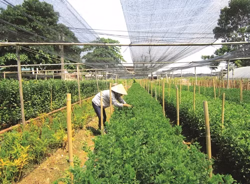 Mô hình trồng hoa cúc áp dụng tiến bộ kỹ thuật trồng trong nhà lưới ở phường Tây Tựu, quận Bắc Từ Liêm