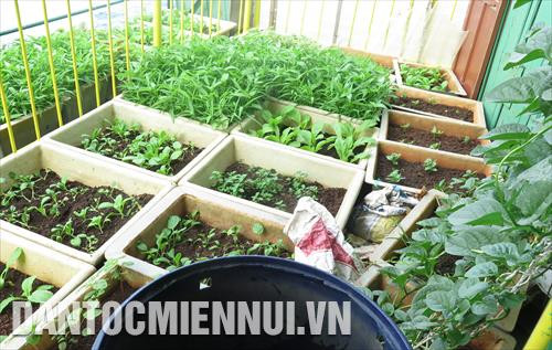 Với các chiến sĩ Nhà giàn DK1, màu xanh từ những luống rau nảy mầm trên những chậu đất giữa trùng khơi chính là hình ảnh thiêng liêng của đất liền thân thương