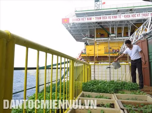 Chiến sĩ Nhà giàn DK1-8 chăm sóc rau xanh trên nhà giàn cũ, phía sau là nhà giàn mới được sửa chữa, nâng cấp