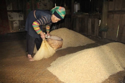 Thóc được người Lô Lô bảo quản trong nhà. Thóc được người Lô Lô bảo quản trong nhà.