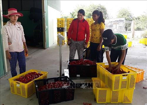 Người trồng ớt yên tâm vì đầu ra có HTX dịch vụ Tầm Ngân (xã Lâm Sơn, huyện Ninh Sơn) đứng ra thu mua. Ảnh: Nguyễn Thành – TTXVN Người trồng ớt yên tâm vì đầu ra có HTX dịch vụ Tầm Ngân (xã Lâm Sơn, huyện Ninh Sơn) đứng ra thu mua. Ảnh: Nguyễn Thành – TTXVN