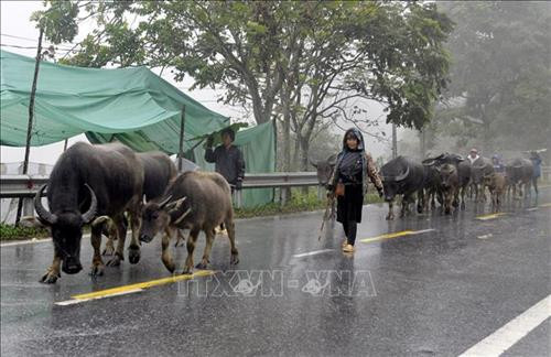 Do đợt rét đậm, rét hại kéo dài, nhiều hộ gia đình trên Quốc lộ 4D đã đưa đàn gia súc gia đình xuống khu vực thấp có nhiệt độ cao hơn. Ảnh: Quốc Khánh - TTXVN Do đợt rét đậm, rét hại kéo dài, nhiều hộ gia đình trên Quốc lộ 4D đã đưa đàn gia súc gia đình xuống khu vực thấp có nhiệt độ cao hơn. Ảnh: Quốc Khánh - TTXVN