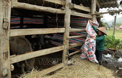 Chị Su Thị Quý, đội 4 thôn Làng Kim, xã Quang Kim, huyện Bát Xát che phủ bạt giữ ấm cho chuồng trâu của gia đình. Ảnh: Quốc Khánh - TTXVN Chị Su Thị Quý, đội 4 thôn Làng Kim, xã Quang Kim, huyện Bát Xát che phủ bạt giữ ấm cho chuồng trâu của gia đình. Ảnh: Quốc Khánh - TTXVN