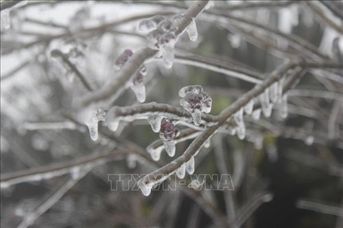 Băng giá bám vào cành cây tại Mẫu Sơn. Ảnh: Quang Duy – TTXVN