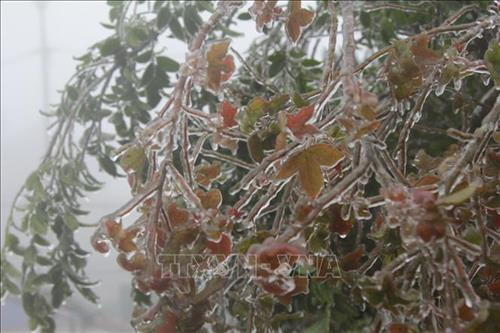 Băng giá bám vào cành cây tại Mẫu Sơn. Ảnh: Quang Duy – TTXVN