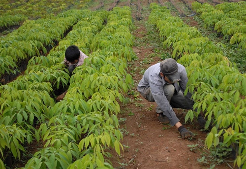 Vườn ươm cao su. Ảnh: Minh Chí- TTXVN Vườn ươm cao su. Ảnh: Minh Chí- TTXVN