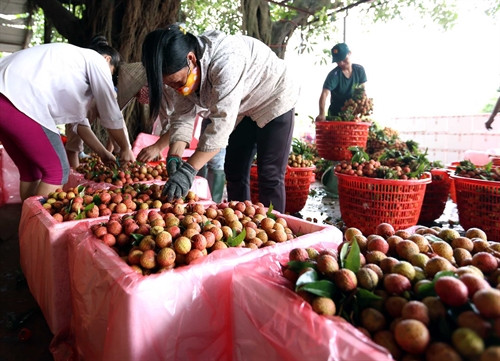 Sơ chế vải thiều trước khi đưa đi tiêu thụ tại một cơ sở kinh doanh ở thị trấn Kim, xã phượng Sơn, huyện Lục Ngạn. Sơ chế vải thiều trước khi đưa đi tiêu thụ tại một cơ sở kinh doanh ở thị trấn Kim, xã phượng Sơn, huyện Lục Ngạn.