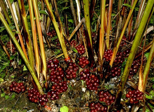 Ảnh minh họa - TTXVN Ảnh minh họa - TTXVN