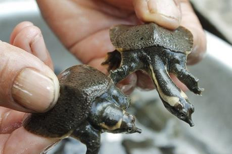 Hiện mô hình này đã giúp nhiều hộ vượt qua đói nghèo Hiện mô hình này đã giúp nhiều hộ vượt qua đói nghèo