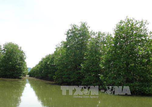 Tỉnh Khánh Hòa đã và đang thực hiện nhiều giải pháp để khôi phục và bảo tồn rừng ngập mặn, nhằm ứng phó với biến đổi khí hậu, bảo vệ cuộc sống và mang lại sinh kế cho người dân vùng ven biển, đảo. Ảnh: Nguyên Lý Tỉnh Khánh Hòa đã và đang thực hiện nhiều giải pháp để khôi phục và bảo tồn rừng ngập mặn, nhằm ứng phó với biến đổi khí hậu, bảo vệ cuộc sống và mang lại sinh kế cho người dân vùng ven biển, đảo. Ảnh: Nguyên Lý