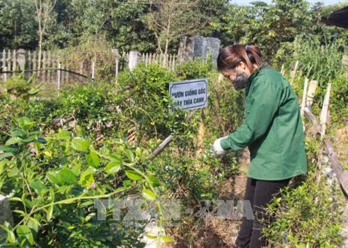 Phát triển vùng dược liệu ở huyện miền núi Phú Lương. Ảnh: Hoàng Nguyên - TTXVN