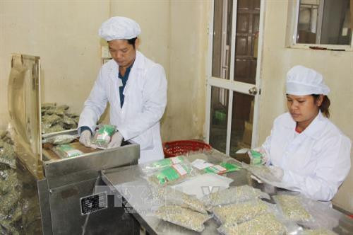 Công nhân Công ty Cổ phần sản phẩm thiên nhiên DK đóng gói sản phẩm bào chế từ nguồn dược liệu được sản xuất tại xã Yên Ninh, huyện Phú Lương. Ảnh: Hoàng Nguyên - TTXVN Công nhân Công ty Cổ phần sản phẩm thiên nhiên DK đóng gói sản phẩm bào chế từ nguồn dược liệu được sản xuất tại xã Yên Ninh, huyện Phú Lương. Ảnh: Hoàng Nguyên - TTXVN
