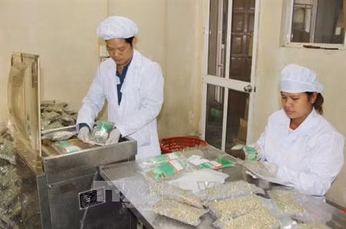 Công nhân Công ty Cổ phần sản phẩm thiên nhiên DK đóng gói sản phẩm bào chế từ nguồn dược liệu được sản xuất tại xã Yên Ninh, huyện Phú Lương. Ảnh: Hoàng Nguyên - TTXVN