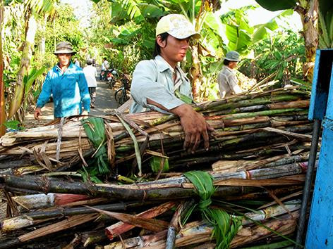 Những năm gần đây, nông dân trồng mía liên tục gặp khó khăn do giá mía và giá đường xuống thấp. Ảnh: baohaugiang.com.vn Những năm gần đây, nông dân trồng mía liên tục gặp khó khăn do giá mía và giá đường xuống thấp. Ảnh: baohaugiang.com.vn