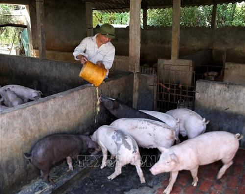 Hộ nông dân Hồ Văn Hoàng, Trung tâm khuyến nông tỉnh Bình Định tập huấn kỹ thuật về lĩnh vực chăn nuôi thú y. Ảnh: Vũ Sinh - TTXVN Hộ nông dân Hồ Văn Hoàng, Trung tâm khuyến nông tỉnh Bình Định tập huấn kỹ thuật về lĩnh vực chăn nuôi thú y. Ảnh: Vũ Sinh - TTXVN