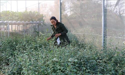 Chị Viên thăm vườn cà gai leo được trồng thử nghiệm trong vườn ươm của Hợp tác xã Dịch vụ nông nghiệp Tú An 1. Ảnh: Hồng Điệp - TTXVN Chị Viên thăm vườn cà gai leo được trồng thử nghiệm trong vườn ươm của Hợp tác xã Dịch vụ nông nghiệp Tú An 1. Ảnh: Hồng Điệp - TTXVN