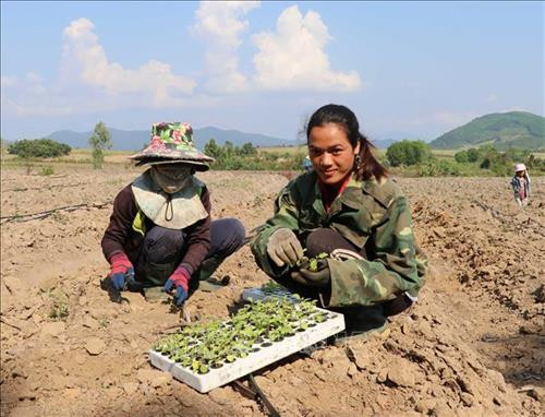 Chị Viên tự tay xuống giống những cây cà gai leo đầu tiên tại làng Pơ Nang, xã Tú An. Ảnh: Hồng Điệp - TTXVN Chị Viên tự tay xuống giống những cây cà gai leo đầu tiên tại làng Pơ Nang, xã Tú An. Ảnh: Hồng Điệp - TTXVN