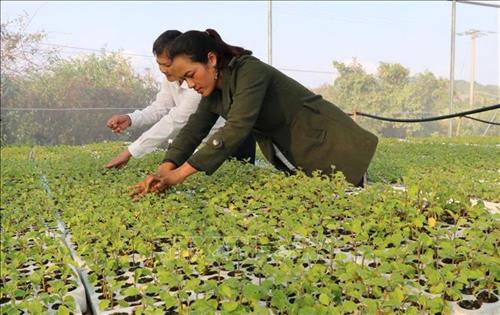 Chị Viên trong vườn ươm cây giống cà gai leo của Hợp tác xã Dịch vụ nông nghiệp Tú An 1. Ảnh: Hồng Điệp - TTXVN Chị Viên trong vườn ươm cây giống cà gai leo của Hợp tác xã Dịch vụ nông nghiệp Tú An 1. Ảnh: Hồng Điệp - TTXVN