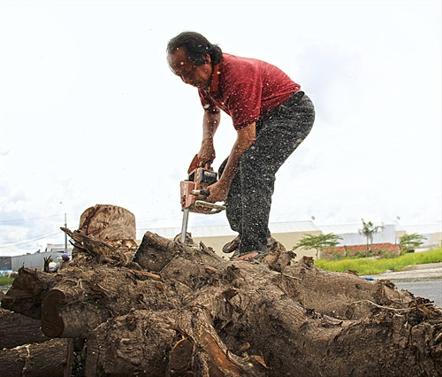 Ông Trần Văn Thạnh định dáng cho gốc cây và dọn những phần thừa trước khi vào công đoạn chạm khắc.