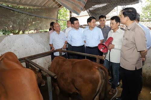 Bộ trưởng Bộ Nông nghiệp và Phát triển nông thôn Nguyễn Xuân Cường cùng đại biểu tỉnh Thái Bình, thành phố Hà Nội thăm quan mô hình chăn nuôi bò thịt, bò sữa ở xã Minh Châu, huyện Ba Vì (Hà Nội).