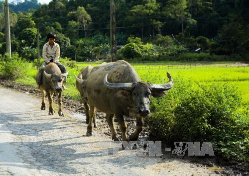 Người dân Pú Nhung tích cực lao động, sản xuất đời sống từng bước nâng lên. Ảnh: Văn Dũng - TTXVN Người dân Pú Nhung tích cực lao động, sản xuất đời sống từng bước nâng lên. Ảnh: Văn Dũng - TTXVN