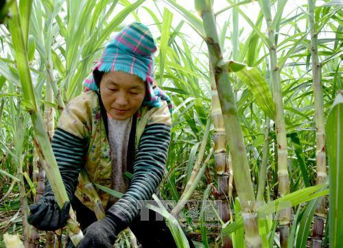 Người dân Pú Nhung tích cực lao động, sản xuất đời sống từng bước nâng lên. Ảnh: Văn Dũng - TTXVN Người dân Pú Nhung tích cực lao động, sản xuất đời sống từng bước nâng lên. Ảnh: Văn Dũng - TTXVN