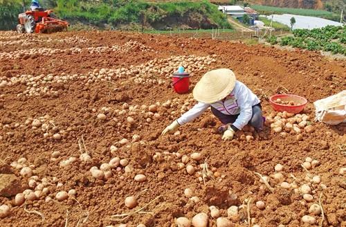Nhà vườn Đà Lạt chỉ cần thu gom củ khoai tây sau khi máy đào chạy qua. Nhà vườn Đà Lạt chỉ cần thu gom củ khoai tây sau khi máy đào chạy qua.