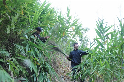 Nông dân thu hoạch chít trên những đồi trồng.