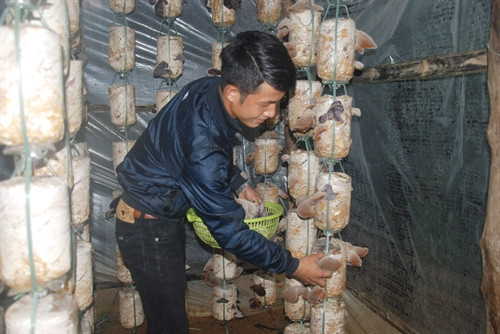 Anh Nguyễn Mạnh Tuấn thu hái nấm mộc nhĩ. Anh Nguyễn Mạnh Tuấn thu hái nấm mộc nhĩ.