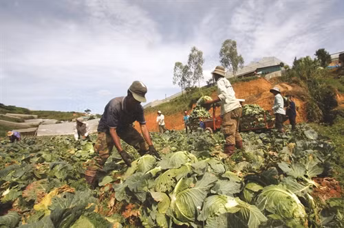 Thu hoạch rau bắp cải khi bắp cải cuốn chắc, đủ độ tuổi sinh trưởng, khối lượng trung bình 1 - 2,5 kg/cây