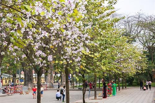 Hoa Ban trắng phớt tím nở trên đường Bắc Sơn mang một vẻ đẹp mỏng manh và thuần khiết. Ảnh: Trọng Đạt - TTXVN Hoa ban Tây Bắc được trồng dày và nở đều và là đoạn đường ngắn nằm phía trước Lăng Bác và có Đài tưởng niệm các anh hùng liệt sỹ. Ảnh: Trọng Đạt - TTXVN Hoa ban trắng phớt tím nở trên đường Hoàng Diệu thu hút sự quan tâm của nhiều bạn trẻ và người dân Thủ đô. Ảnh: Trọng Đạt - TTXVN Hoa ban trắng phớt tím nở trên đường Hoàng Diệu thu hút sự quan tâm của nhiều bạn trẻ và người dân Thủ đô. Ảnh: Trọng Đạt - TTXVN Hoa ban trắng phớt tím nở trên đường Hoàng Diệu thu hút sự quan tâm của nhiều bạn trẻ và người dân Thủ đô. Ảnh: Trọng Đạt - TTXVN Hoa ban tím nở rộ trên góc đường Điện Biên Phủ thu hút sự quan tâm của nhiều bạn trẻ và người dân Thủ đô. Ảnh: Trọng Đạt - TTXVN Hoa Ban tím nở trên đường Điện Biên Phủ. Ảnh: Trọng Đạt - TTXVN Hoa ban trắng phớt tím nở trên đường Hoàng Diệu thu hút sự quan tâm của nhiều bạn trẻ và người dân Thủ đô. Ảnh: Trọng Đạt - TTXVN Phố phường Thủ đô được điểm tô thêm nét đẹp của hoa ban trắng phớt tím nở trên đường Hoàng Diệu. Ảnh: Trọng Đạt - TTXVN Rất đông người dân thủ đô đến ngắm hoa ban nở rộ trên đoạn đường Hoàng Diệu. Ảnh: Trọng Đạt - TTXVN Hoa ban trắng phớt tím nở trên đường Hoàng Diệu, thu hút sự quan tâm của nhiều bạn trẻ và người dân Thủ đô. Ảnh: Trọng Đạt - TTXVN Hoa ban trắng phớt tím nở trên đường Hoàng Diệu, thu hút sự quan tâm của nhiều bạn trẻ và người dân Thủ đô. Ảnh: Trọng Đạt - TTXVN oa ban trắng phớt tím nở trên đường Hoàng Diệu Vẻ đẹp mỏng manh và thuần khiết của hoa ban. Ảnh: Trọng Đạt - TTXVN