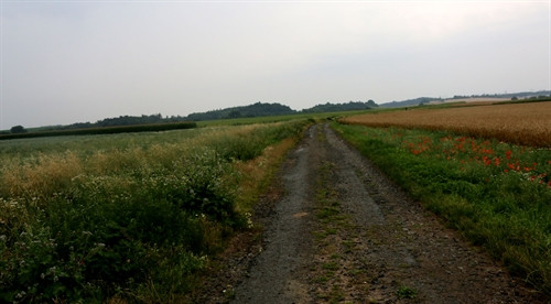 Con đường quê thơ mộng với những cây hoa dại mọc um tùm hai bên lề