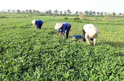 Hà Nội tổ chức Sơ kết công tác quản lý chất lượng vật tư và an toàn thực phẩm nông lâm thủy sản ảnh 3