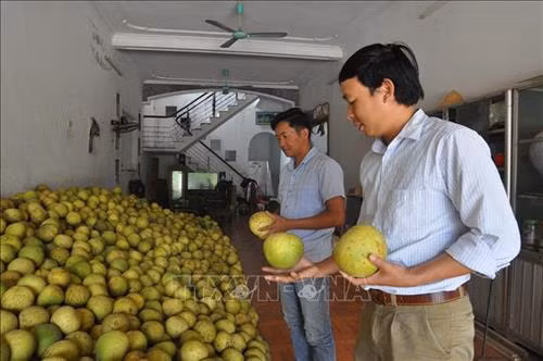 Bưởi Đại Minh sau khi thu hoạch sẽ được phân loại để bán cho thương lái. Ảnh: Nguyễn Việt Dũng - TTXVN