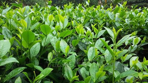 Huyện Văn Chấn (Yên Bái) cải tạo, trồng thay thế bằng giống chè lai LDP có năng suất chất lượng cao. Ảnh: Đinh Thùy-TTXVN Huyện Văn Chấn (Yên Bái) cải tạo, trồng thay thế bằng giống chè lai LDP có năng suất chất lượng cao. Ảnh: Đinh Thùy-TTXVN