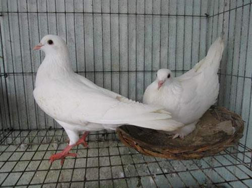 Để kỹ thuật nuôi Chim bồ câu Pháp hiệu quả thì nhất định phải lựa chọn con giống tốt. Ảnh minh họa Để kỹ thuật nuôi Chim bồ câu Pháp hiệu quả thì nhất định phải lựa chọn con giống tốt. Ảnh minh họa