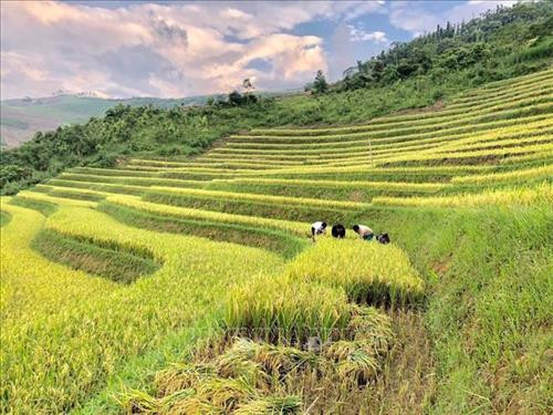 Đồng bào dân tộc Mông xã Phong Dụ Thượng thu hoạch lúa. Ảnh: TTXVN phát Đồng bào dân tộc Mông xã Phong Dụ Thượng thu hoạch lúa. Ảnh: TTXVN phát