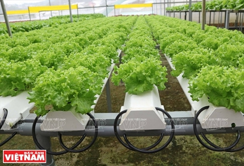 Cận cảnh các cây rau đặt trên ống thủy canh chứa nước dinh dưỡng