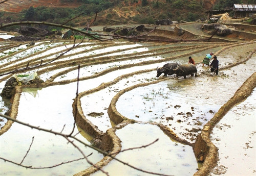 Đồng bào dân tộc Mông ở huyện Trạm Tấu làm đất trồng lúa nước.