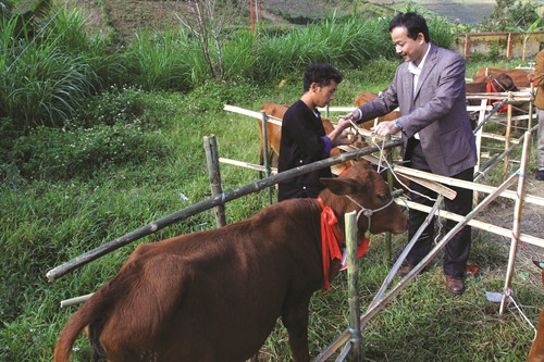 Thực hiện chương trình “Chung tay vì cộng đồng” đã có khoảng 1.000 con bò cái sinh sản được trao cho các hộ nghèo, gia đình chính sách tại 2 huyện Trạm Tấu và Mù Cang Chải.