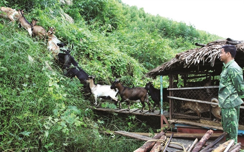 Mô hình nuôi dê cho hiệu quả kinh tế cao tại các huyện Yên Bình, Mù Cang Chải...