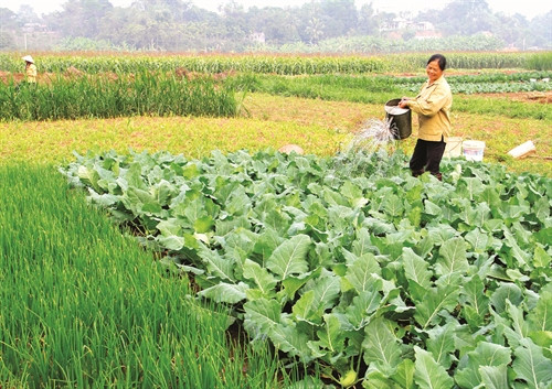 Trồng rau an toàn đem lại thu nhập ổn định cho đồng bào.