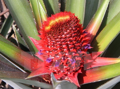 Quả dứa phụng khi còn non. (Ảnh: Xuân Dự/TTXVN)