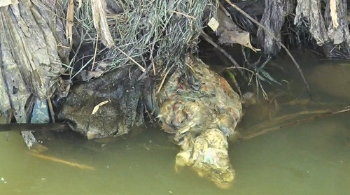 Xác động vật đã thối rữa dưới lòng suối. Xác động vật đã thối rữa dưới lòng suối.