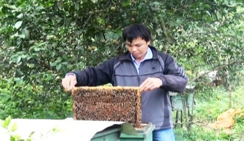 Anh Thắng chăm sóc đàn ong.