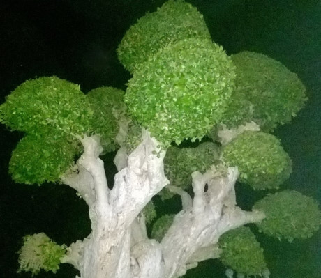 Chết thèm với lá duối dây ảnh 1